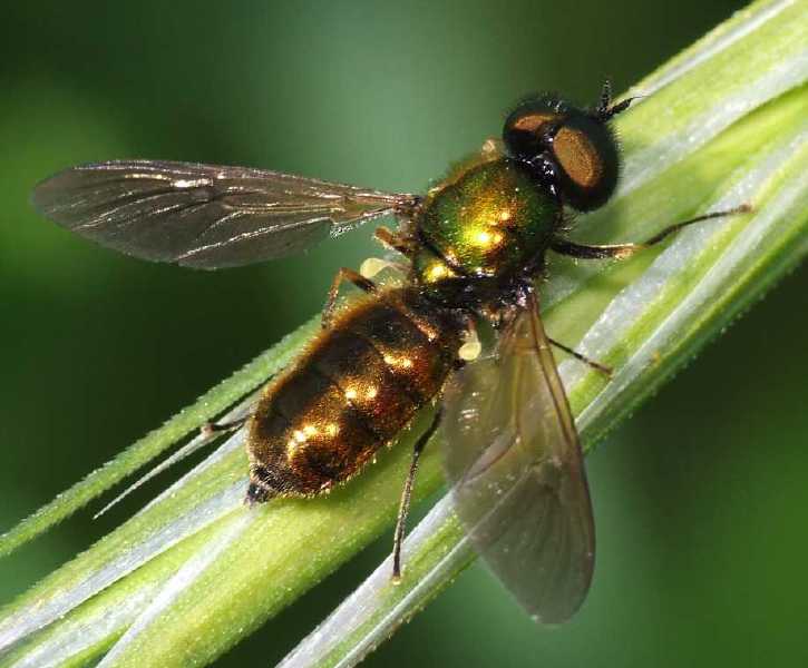 chloromya_formosa_male.jpg