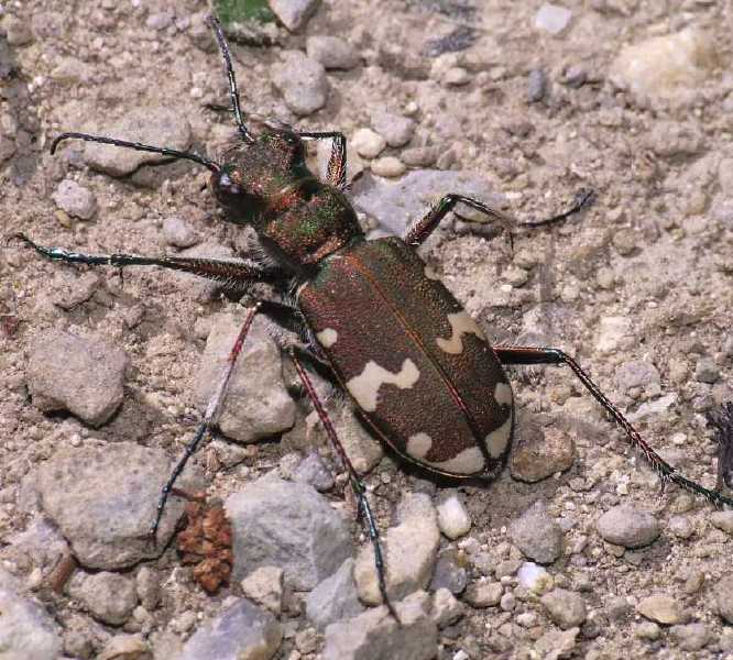 cicindela_sylvicola.jpg