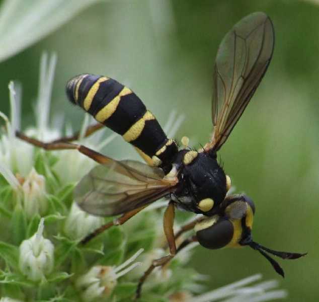conops_scutatus.jpg