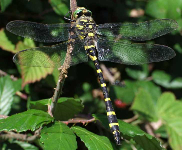 cordulegaster_boltoni_immaculifrons_m.jpg