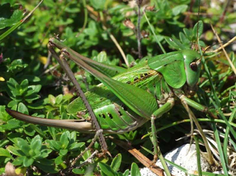 decticus_verrucivorus_femelle.jpg