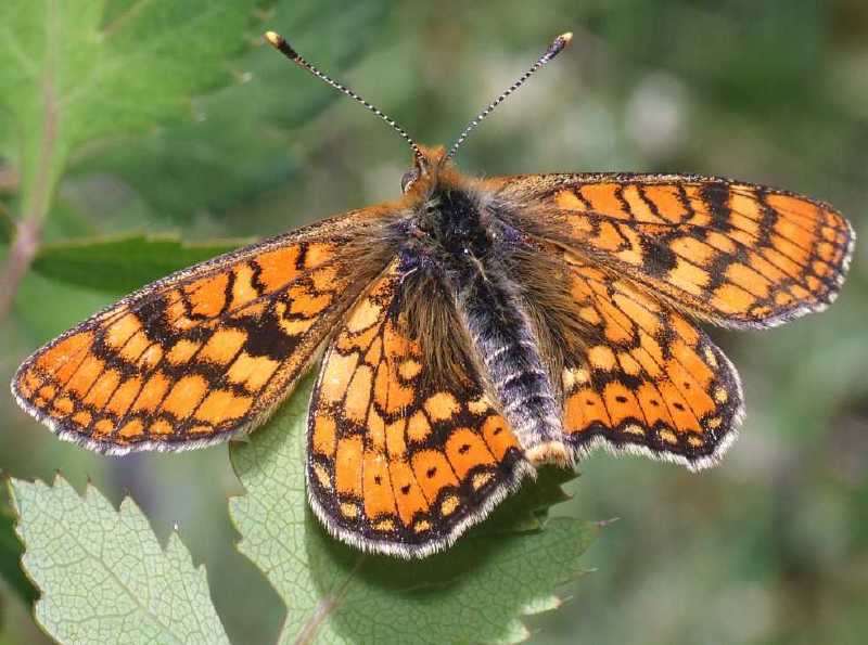 euphydryas_aurinia.jpg