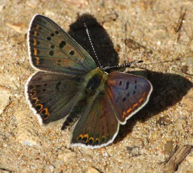 heodes_tityrus_male.jpg