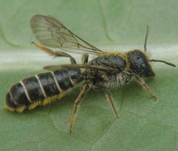 heriades_truncorum_f.jpg