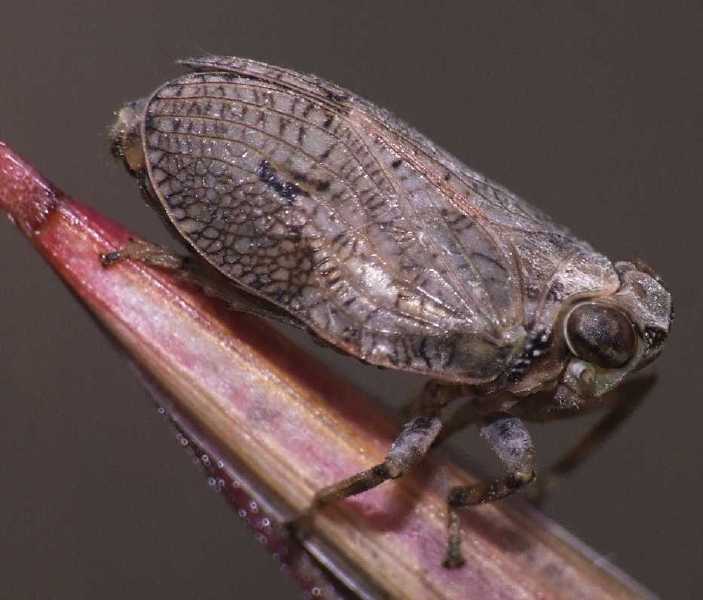 hysteropterum_sp.jpg