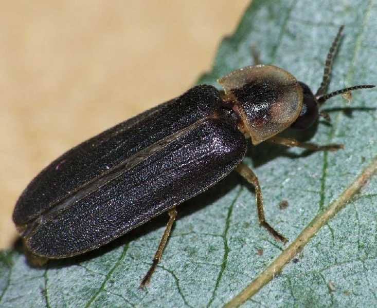 lampyris_noctiluca_male.jpg