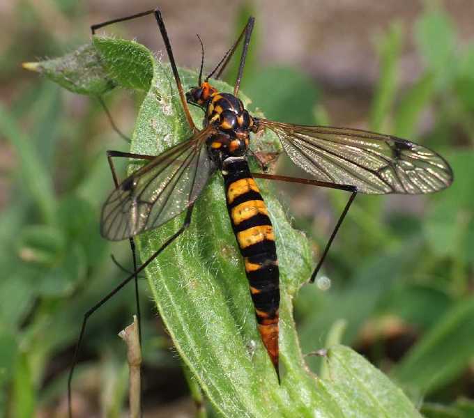 nephrotoma_crocata_femelle.jpg