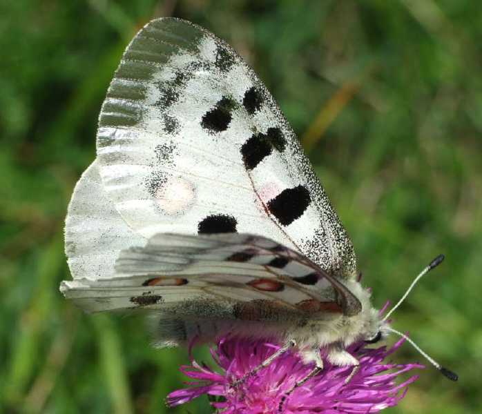 parnassius_apollo_m.jpg