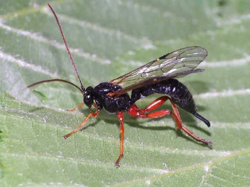 pimpla_sp_f.jpg