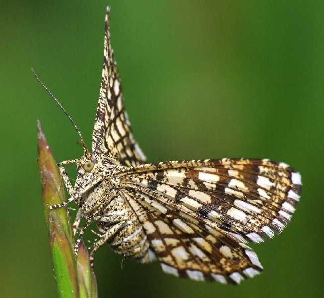 semiothisa_clathrata.jpg