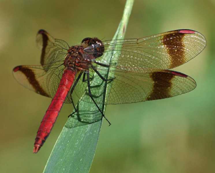 sympetrum_pedemontanum_male.jpg