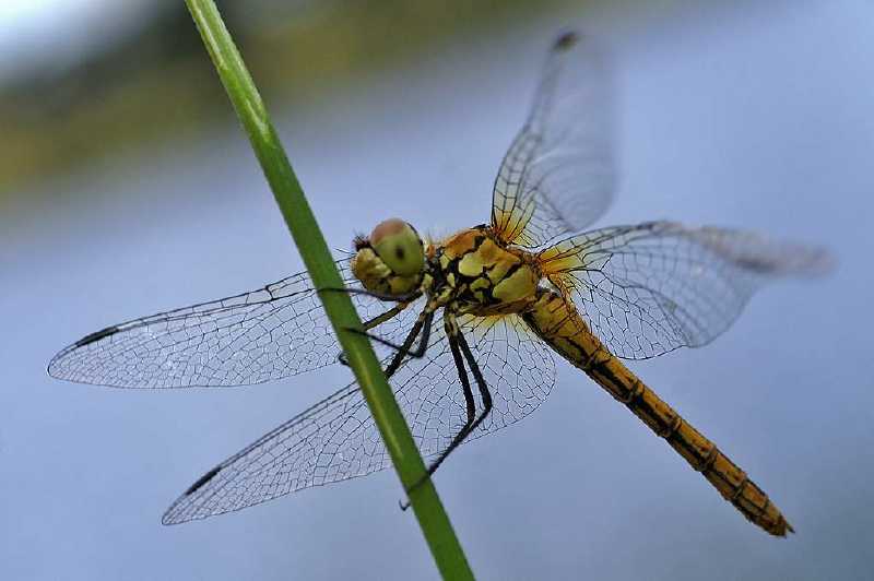 sympetrum_sanguineum_f.jpg