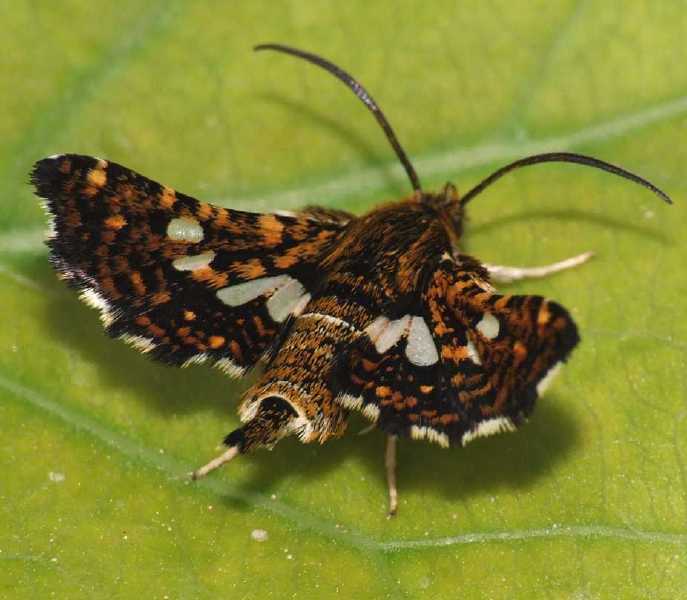 thyris_fenestrella.jpg