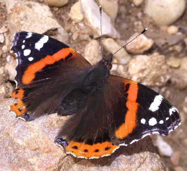 vanessa_atalanta.jpg