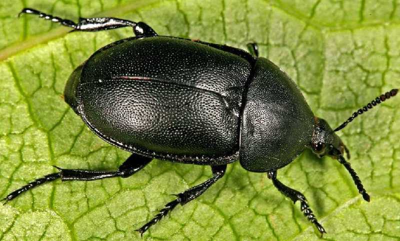 ablattaria_laevigata.jpg
