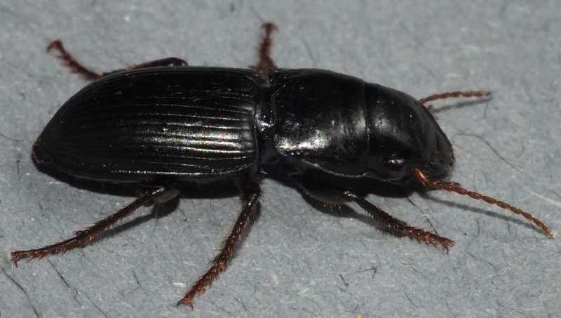 acinotus_picipes.jpg