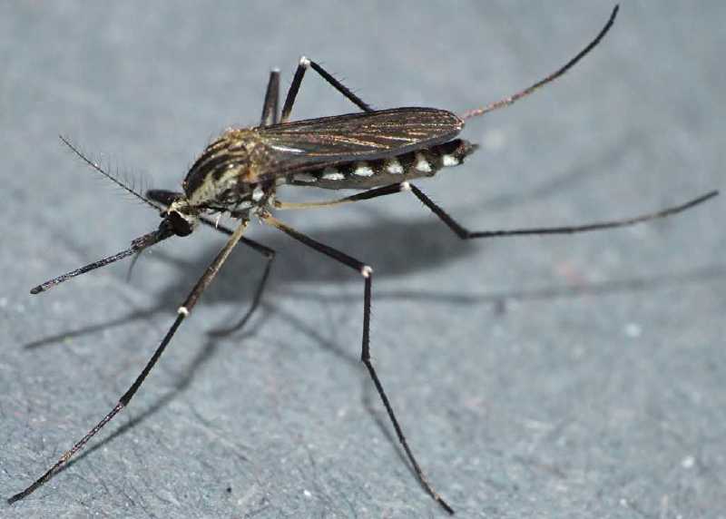 aedes_geniculatus_femelle.jpg