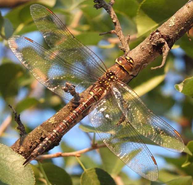 aeshna_mixta_femelle_mature.jpg