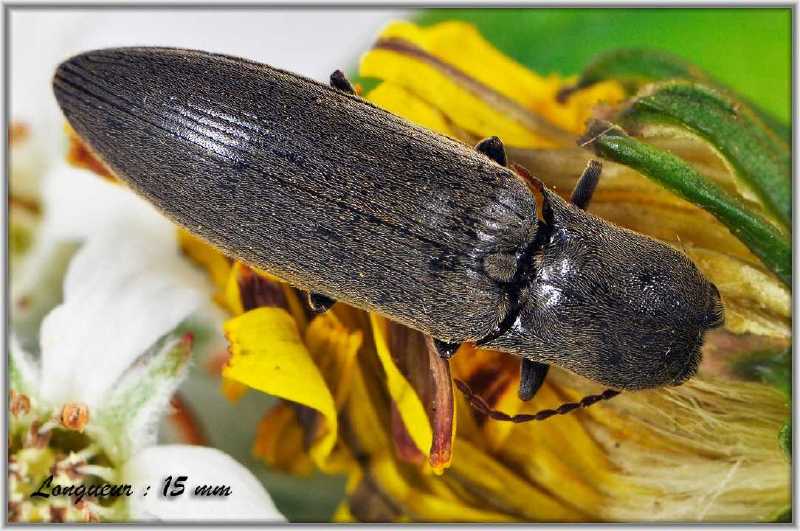 agriotes_pilosellus.jpg