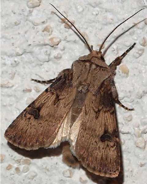 agrotis_puta_male.jpg