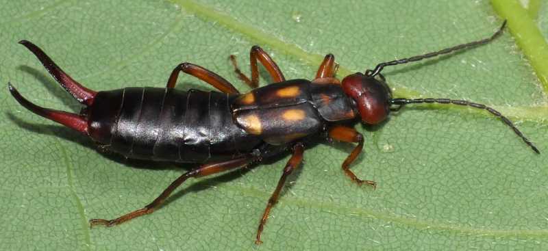 anechura_bipunctata_femelle.jpg
