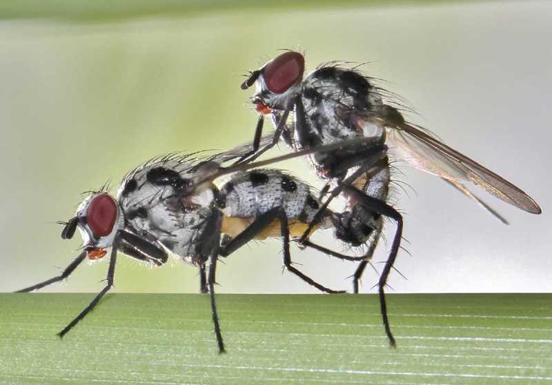 anthomyia_procellaris_copula.jpg
