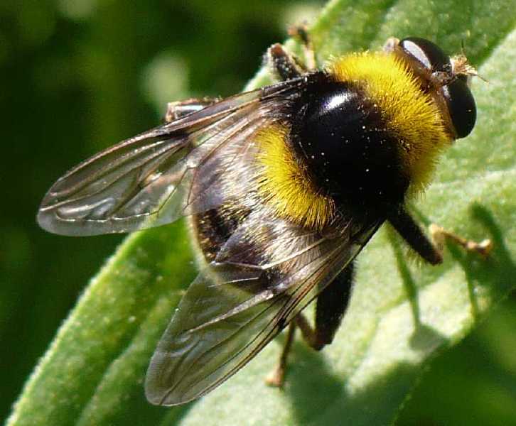 arctophila_bombiforme.jpg