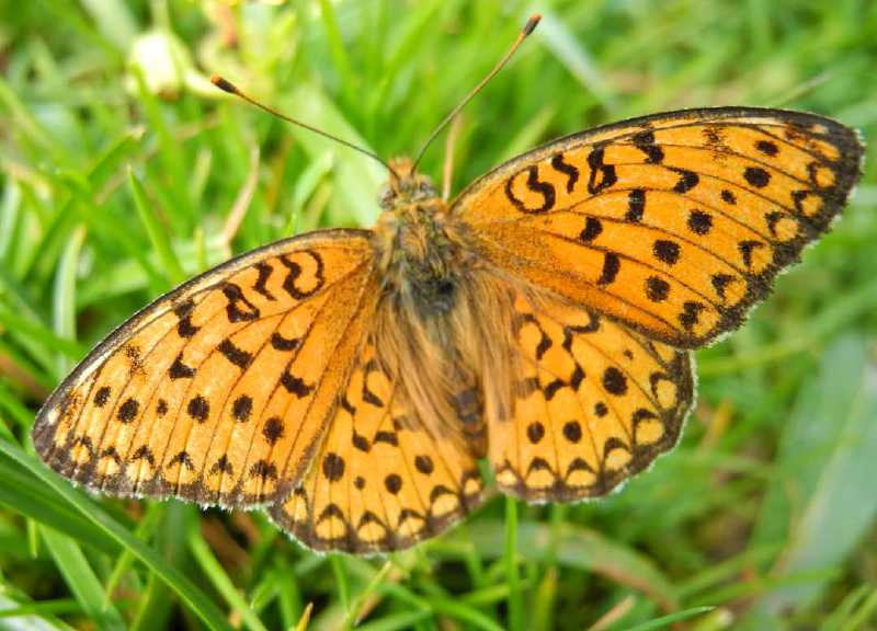 argynnis_aglaja.jpg