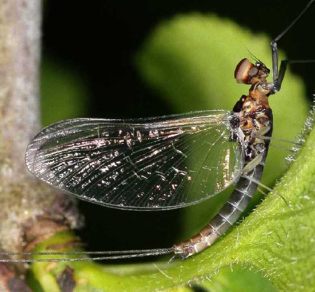 baetis_sp_male.jpg
