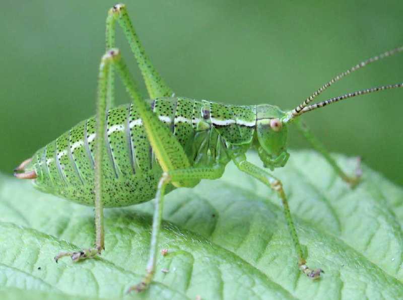 barbitistes_fischeri_male_juvenile.jpg