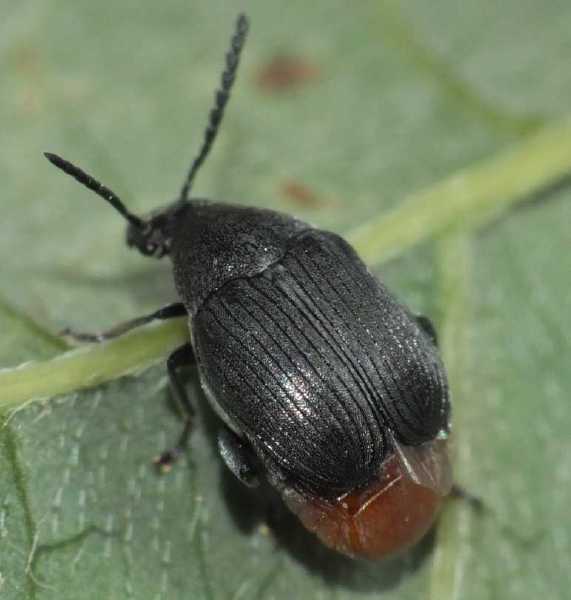 bruchidius_siliquastri.jpg