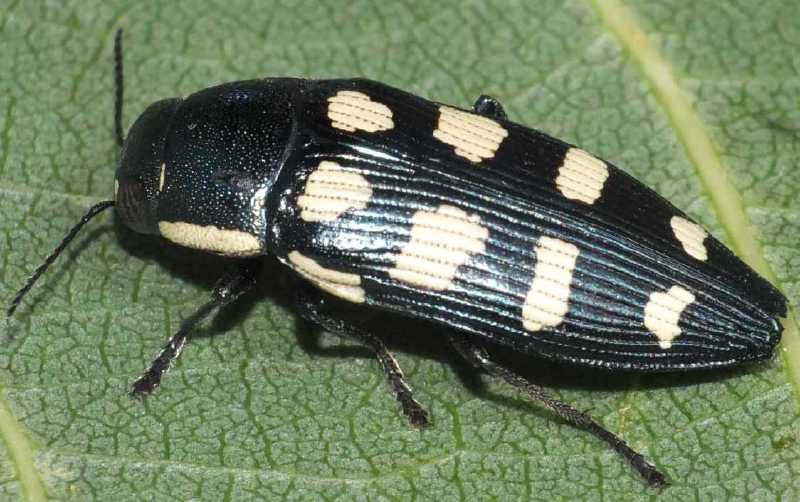 buprestis_octoguttata.jpg