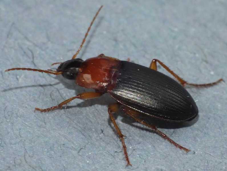 calathus_melanocephalus.jpg