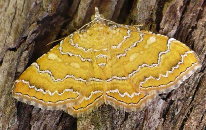 camptogramma_bilineata.jpg