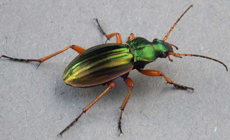 carabus_auratus_male.jpg