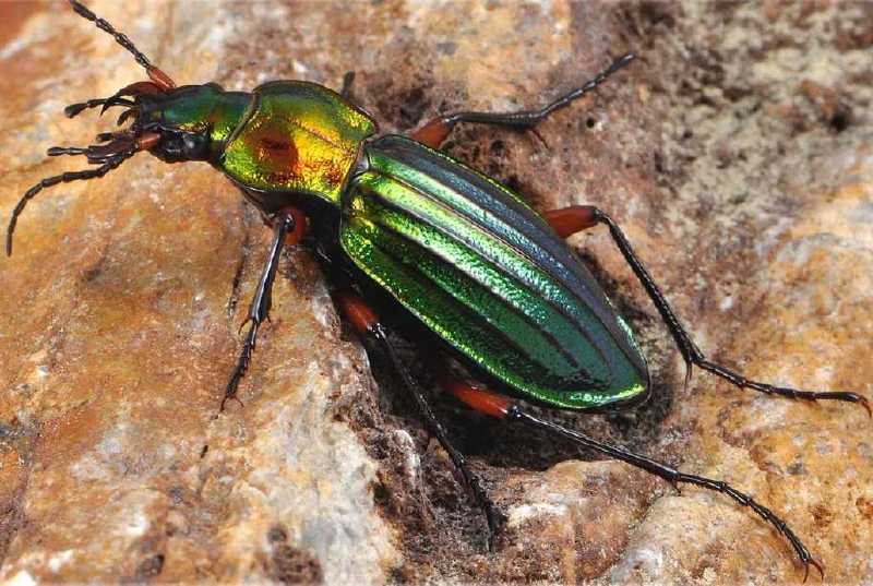 carabus_auronitens.jpg
