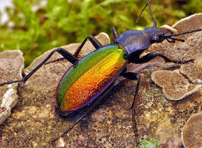 carabus_hispanus.jpg
