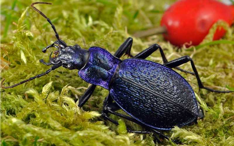 carabus_intricatus.jpg