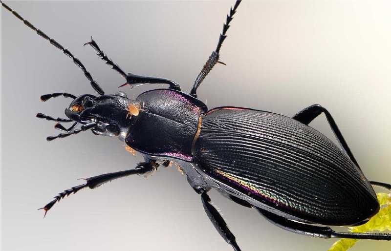 carabus_purpurascens_laevicostatus.jpg