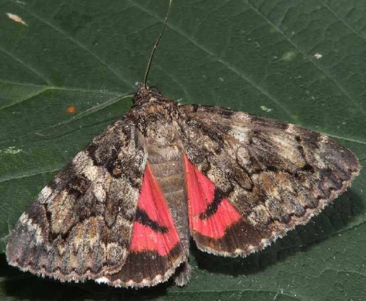 catocala_conjuncta.jpg