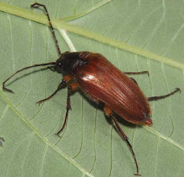 cebrio_gigas_male.jpg