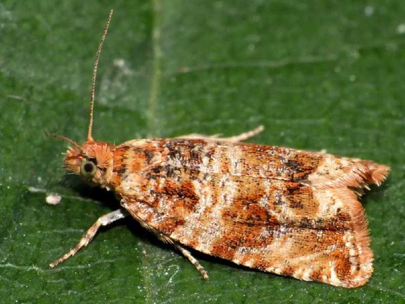celypha_flavipalpana.jpg