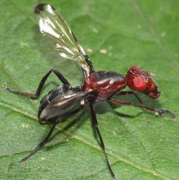 cephalia_rufipes.jpg