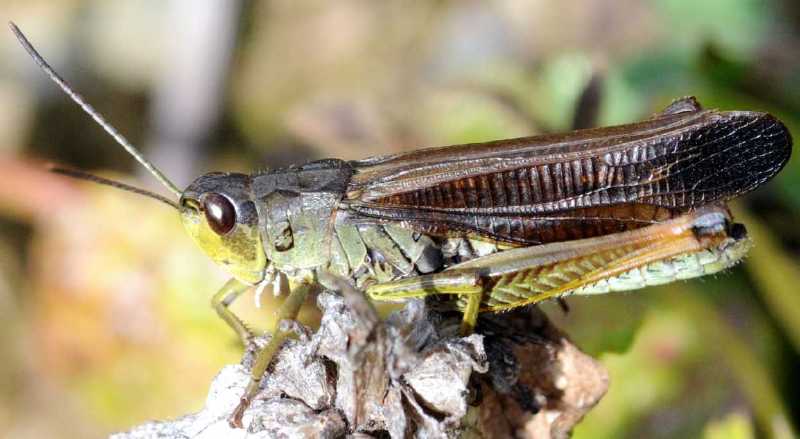 chorthippus_scalaris_male.jpg