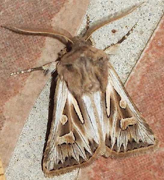 cladocerotis_optabilis_male.jpg