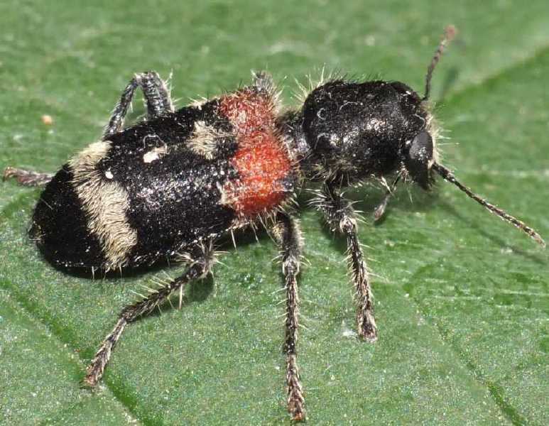 clerus_mutillarius.jpg