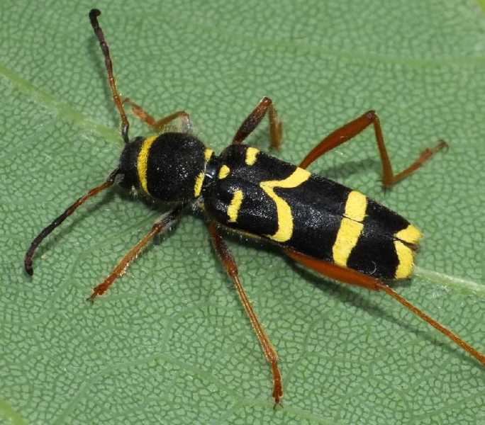 clytus_arietis.jpg