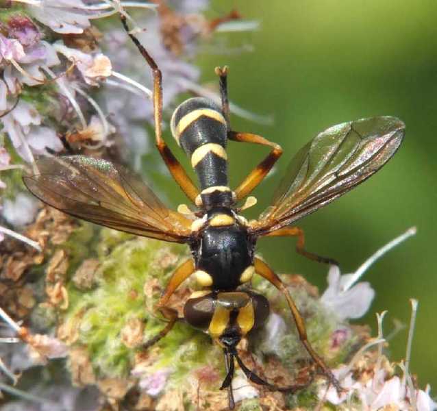 conops_scutellatus_femelle.jpg