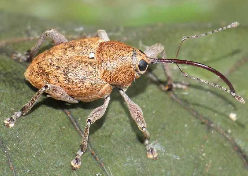 cucurlio_glandium.jpg