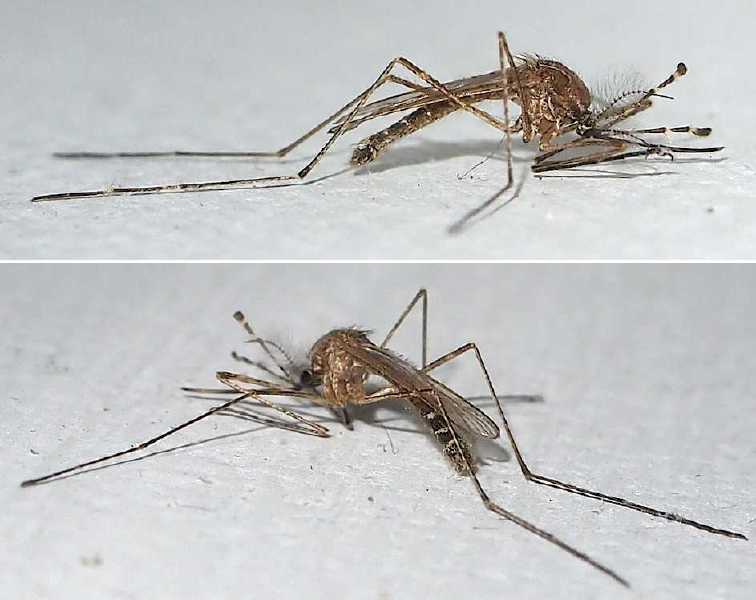 culiseta_longiaerolata_male.jpg